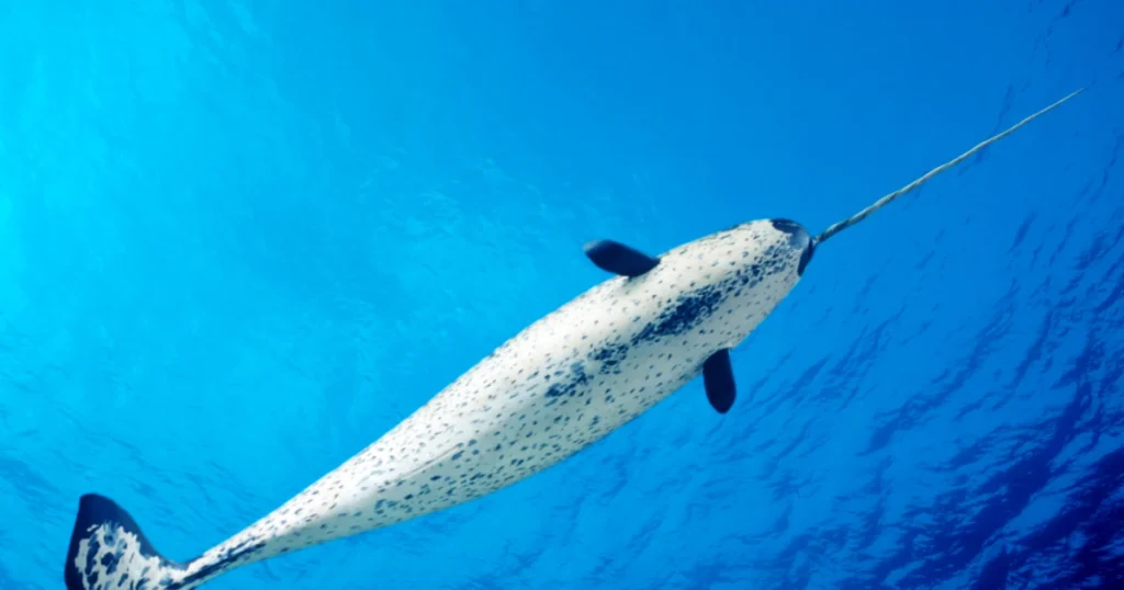 Diet and feeding habits of narwhals