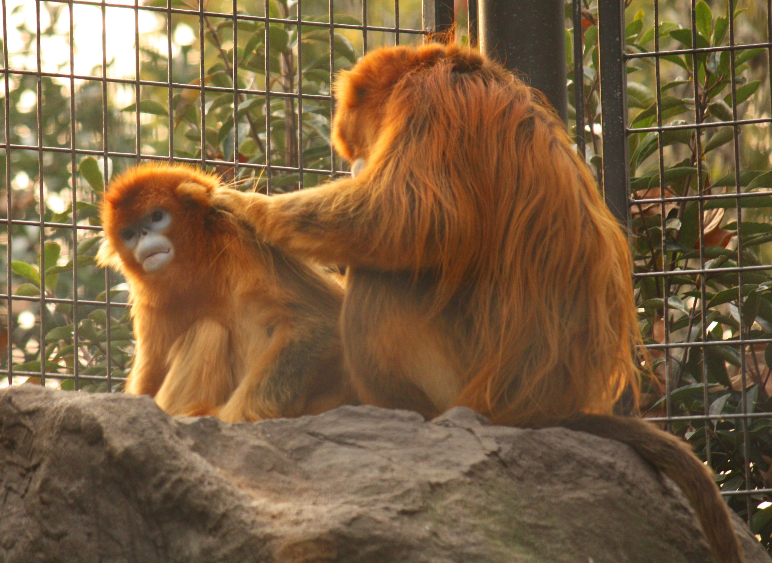 Asal Usul dan Habitat Rhinopithecus Roxellana