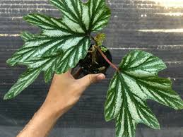 Begonia aconitifolia