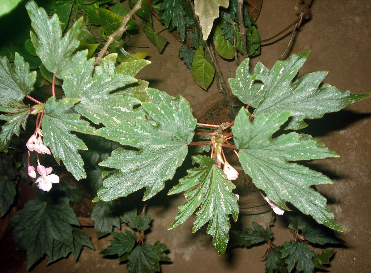 Deskripsi Botani Begonia aconitifolia