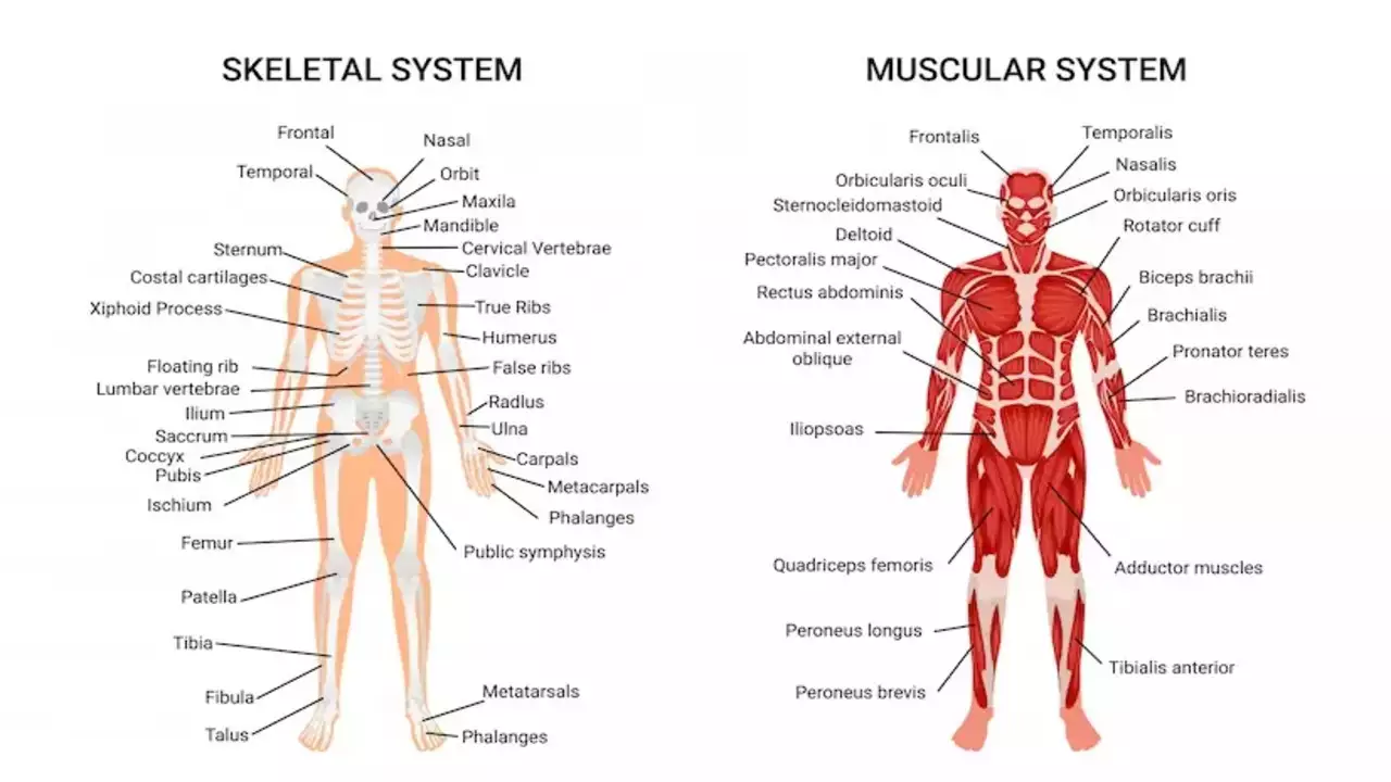 Human Anatomy