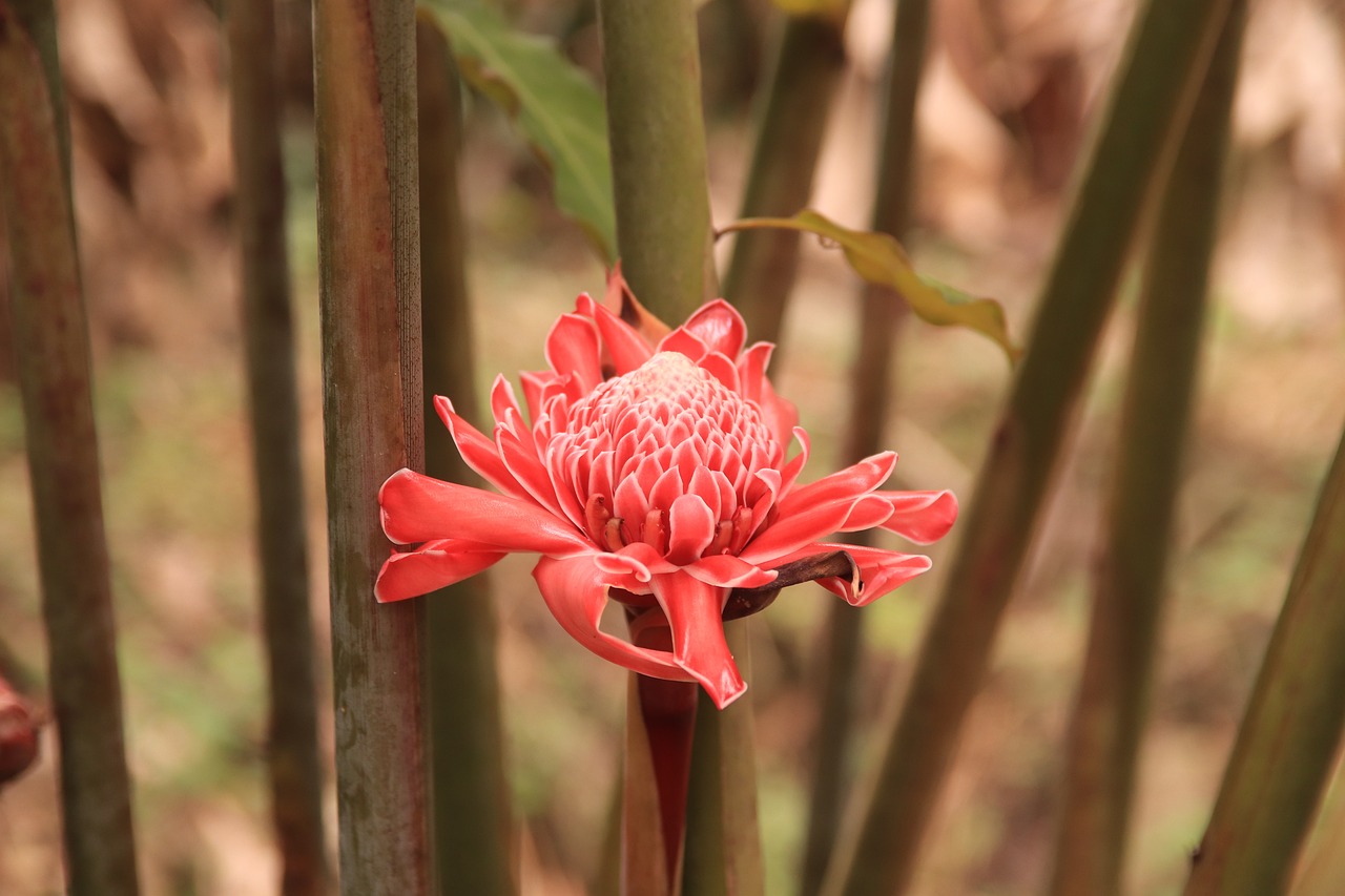 Deskripsi Botani Etlingera elatior