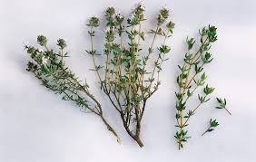 Thyme Sprigs