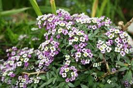 Tanaman Alyssum