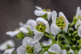 Tanaman Alyssum