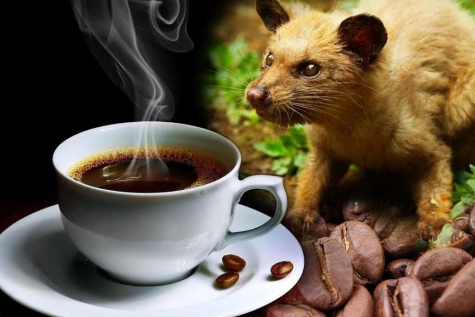 Kopi Luwak