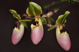 Paphiopedilum glaucophyllum