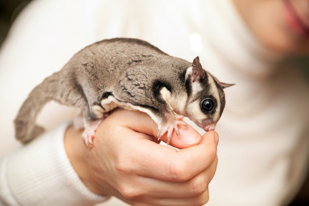 Sugar Glider: Teman Kecil yang Membawa Kehangatan di Rumah 2 Sugar Glider