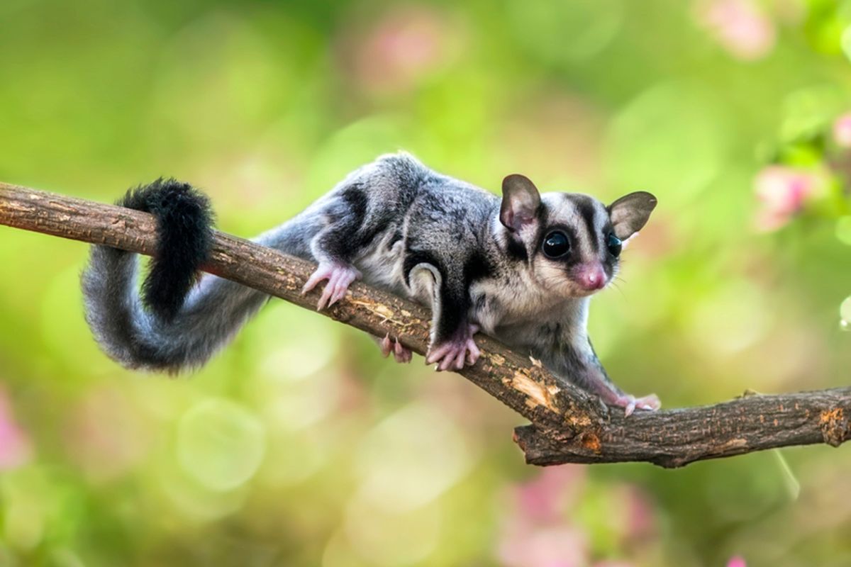Sugar Glider: Teman Kecil yang Membawa Kehangatan di Rumah 3 Sugar Glider