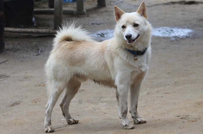 Asal Usul Anjing Kintamani