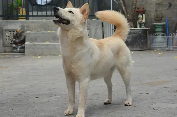 Peran dalam Budaya Bali