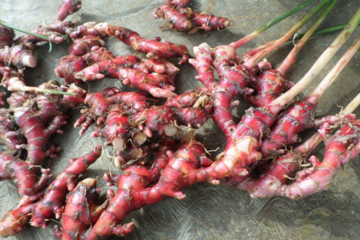 Manfaat Jahe Merah